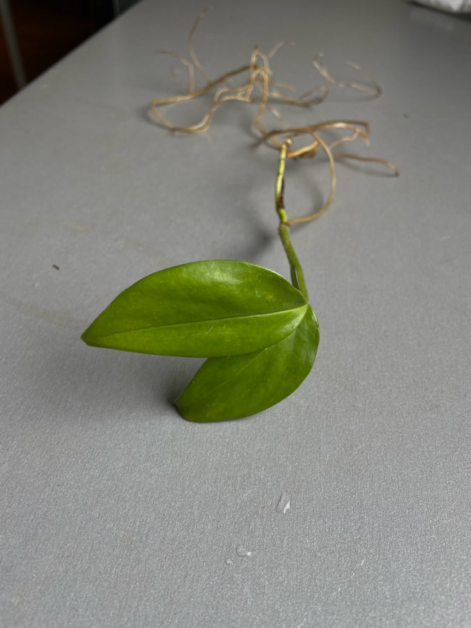 Monstera friedrichsthalii 2