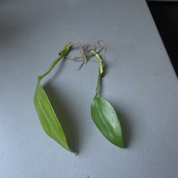 Monstera friedrichsthalii