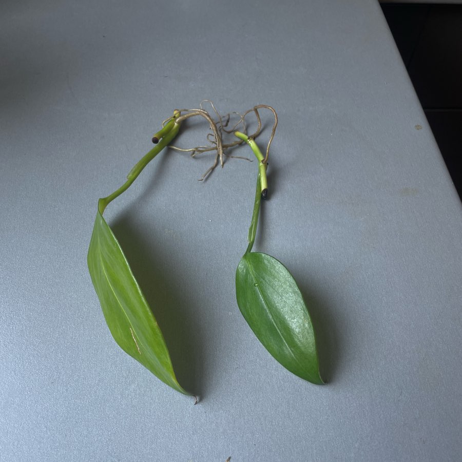 Monstera friedrichsthalii