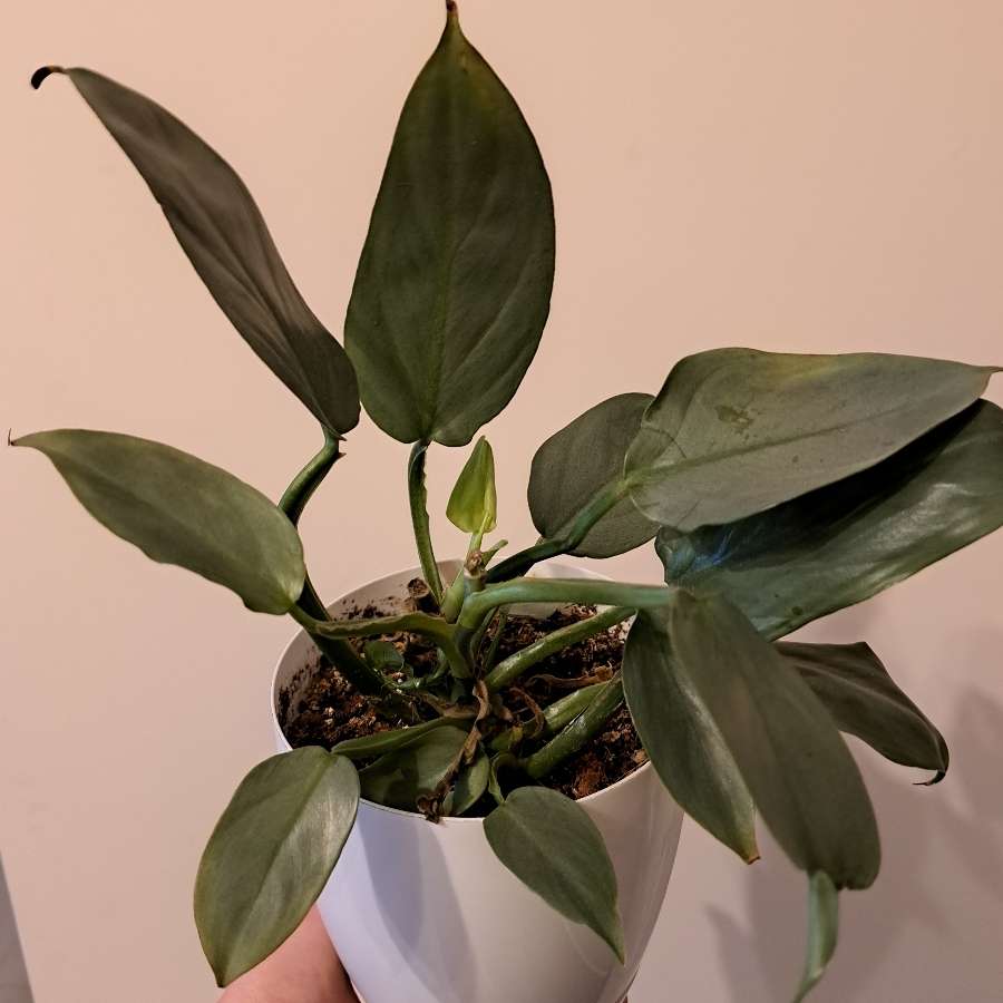 Philodendron Silver