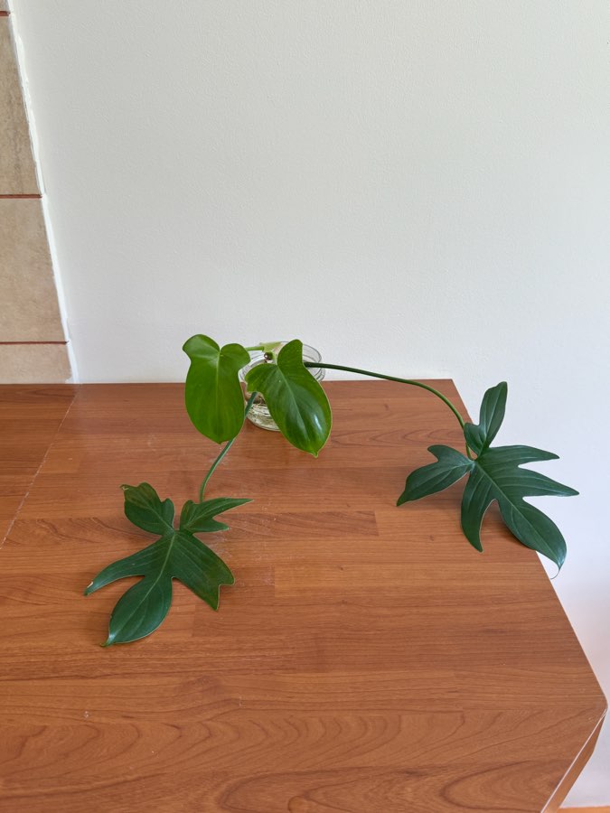 philodendron pedatum 3