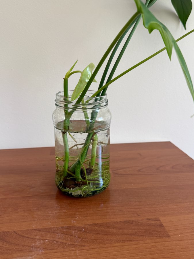 philodendron pedatum 2