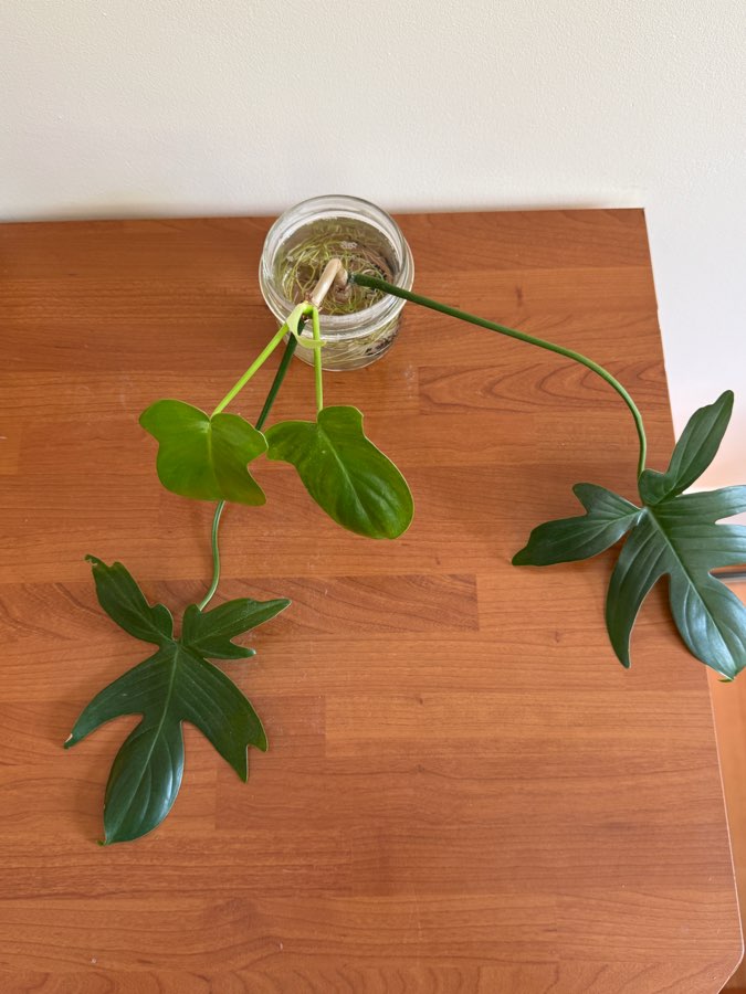 philodendron pedatum 4