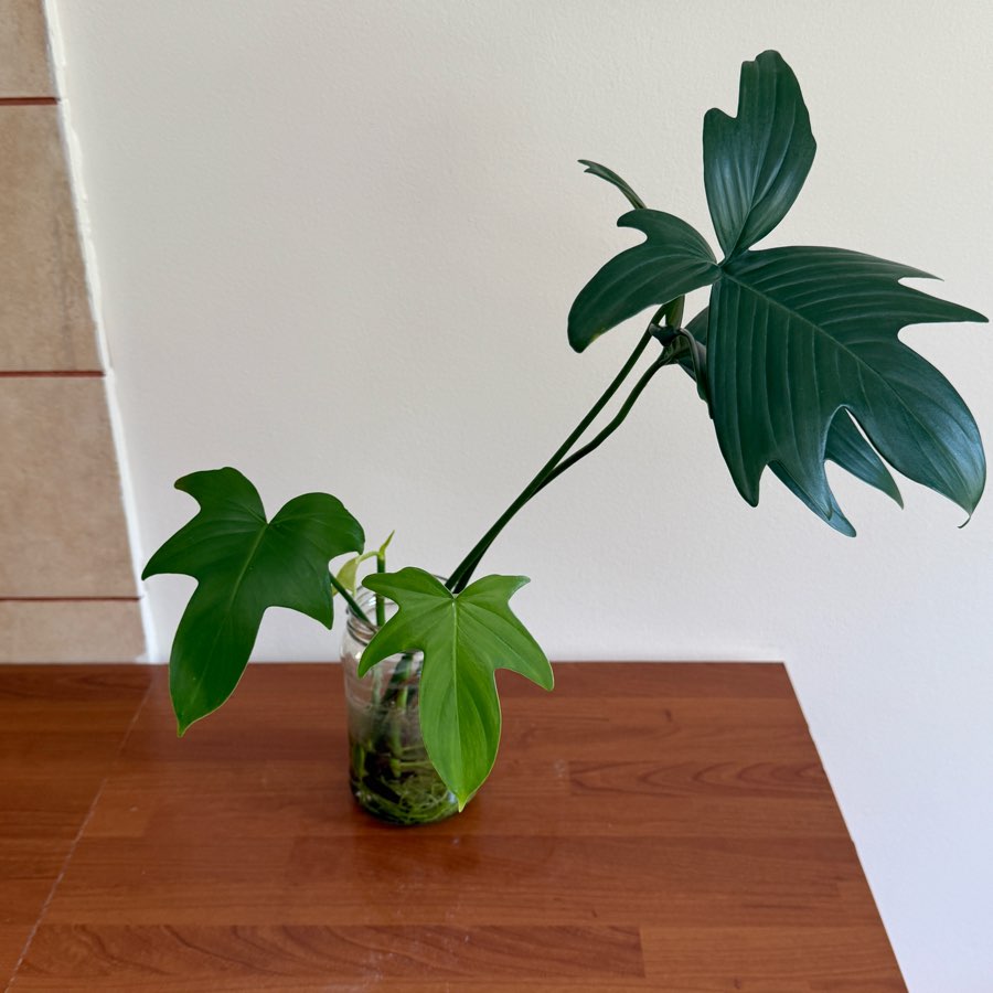 philodendron pedatum