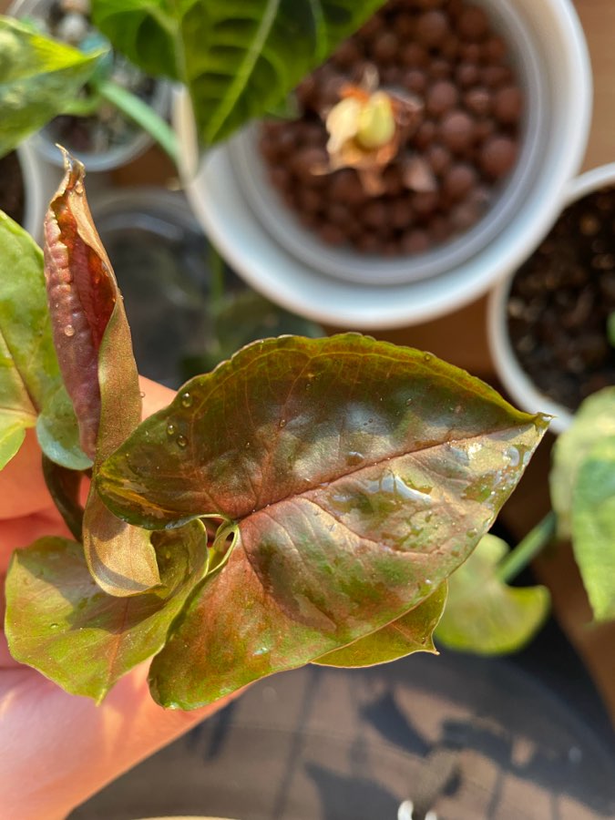 Syngonium „Maria” 2