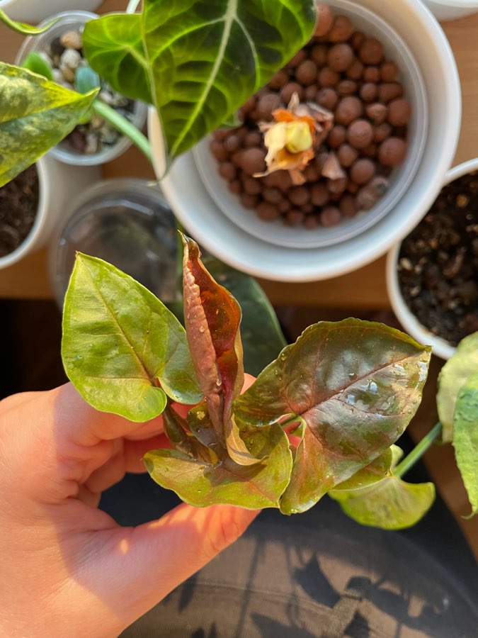 Syngonium „Maria” 3