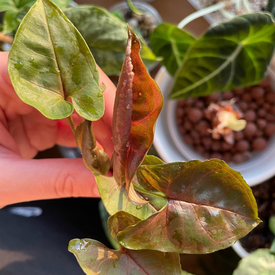 Syngonium „Maria”