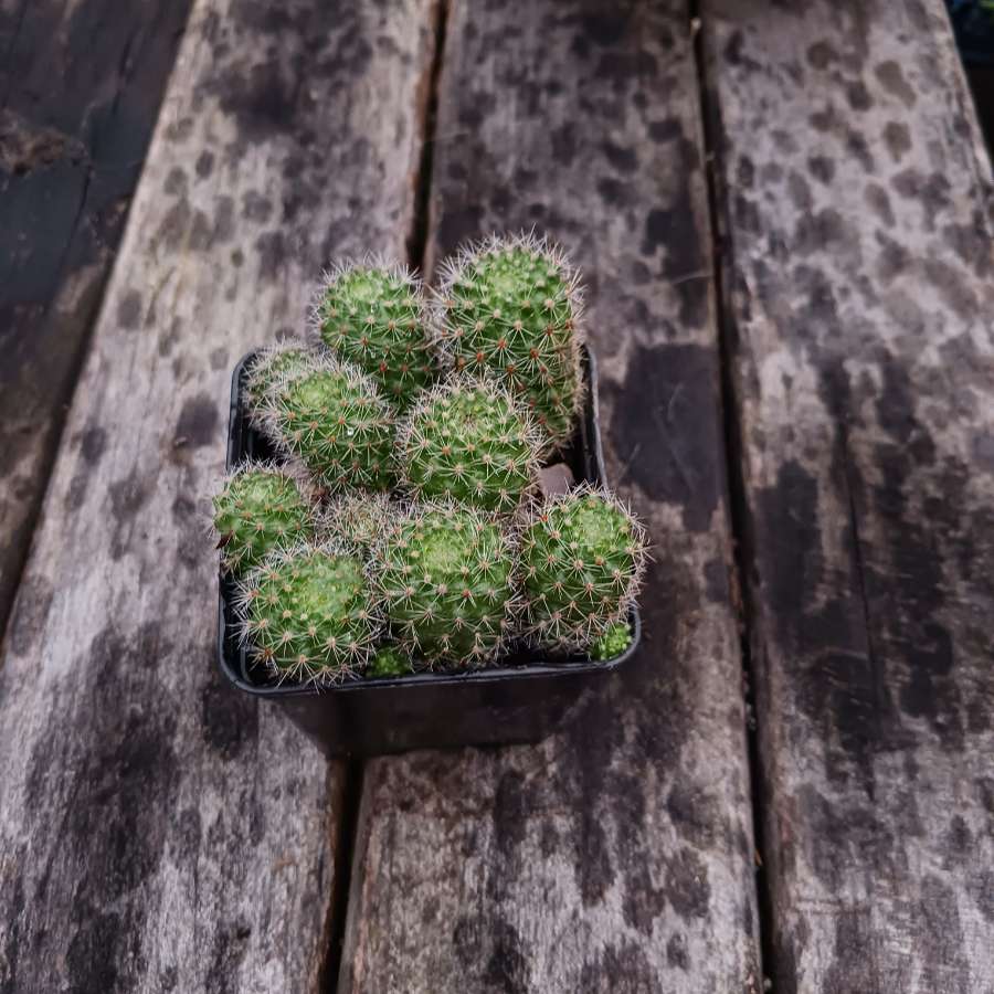 Rebutia flavistyla 2