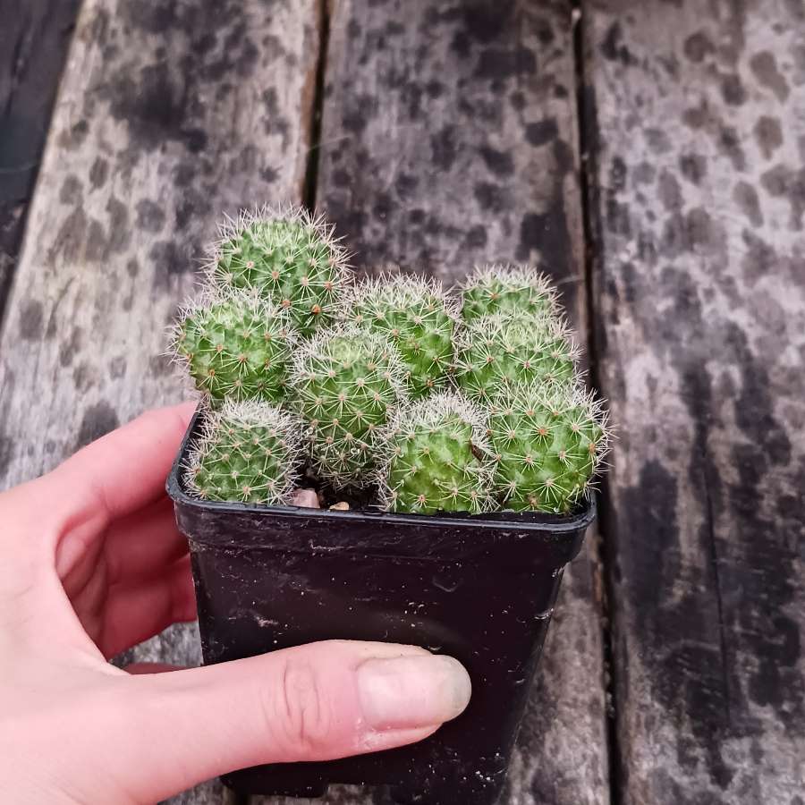 Rebutia flavistyla