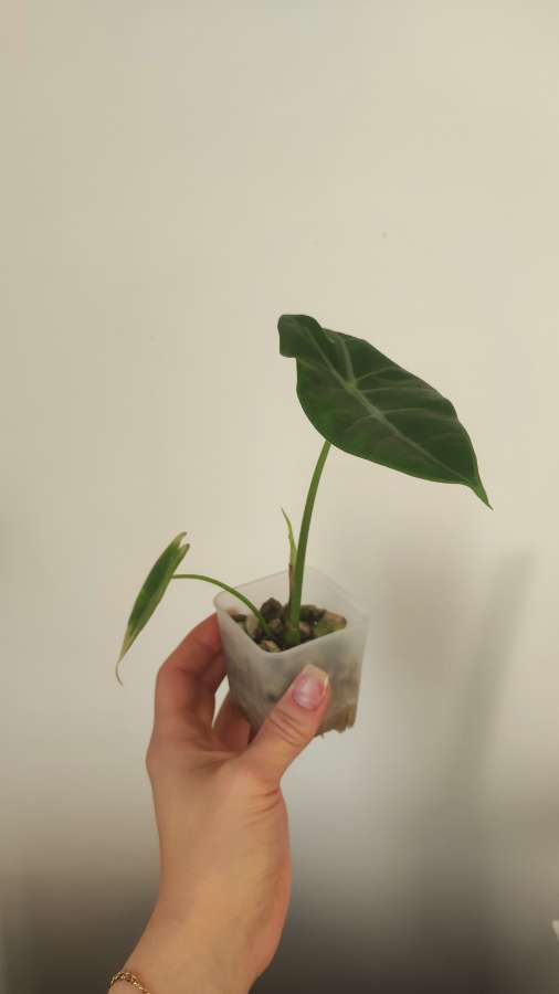 Alokazja Longiloba 2