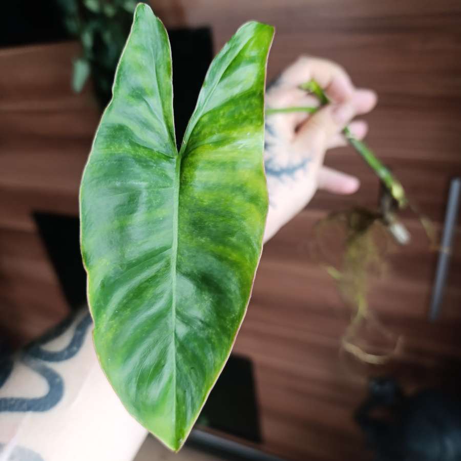 Philodendron Paraiso Verde