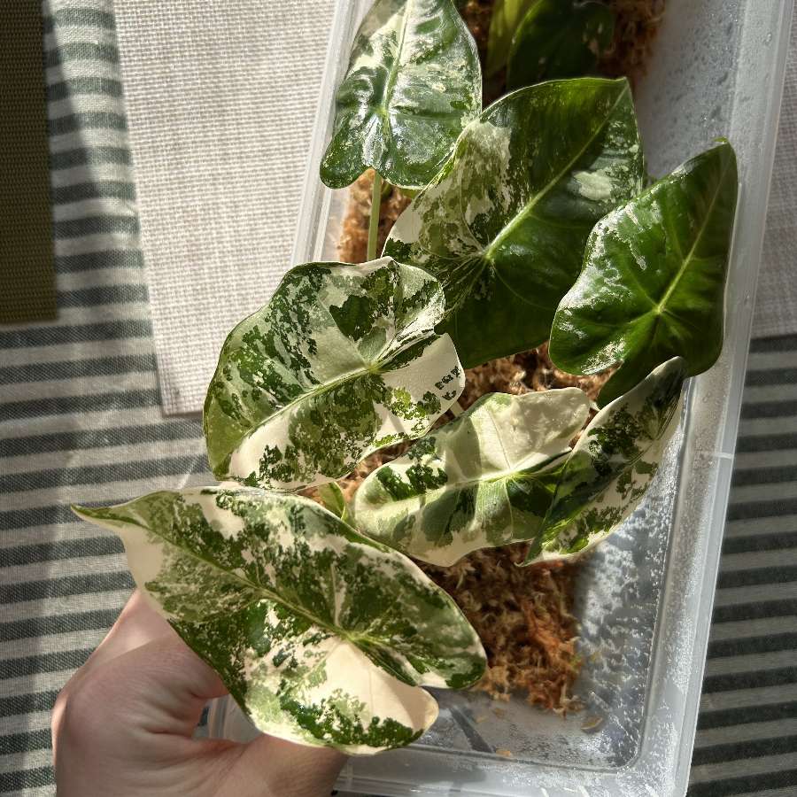 Alokazja z Variegacją