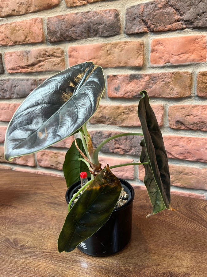 Alocasia Azlani 5