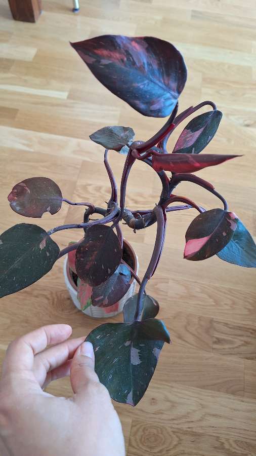 Filodendron Pink Princess 2