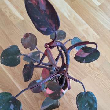 Filodendron Pink Princess