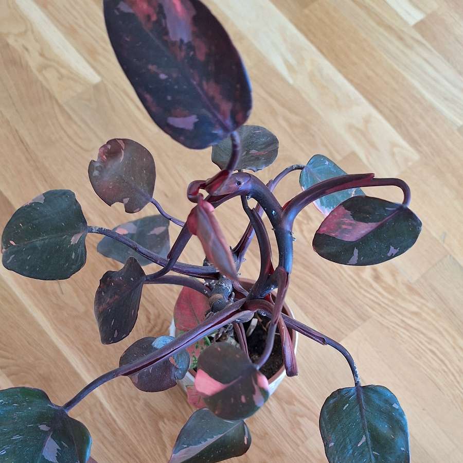 Filodendron Pink Princess
