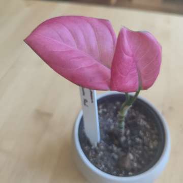 Aglaonema "Red Star"