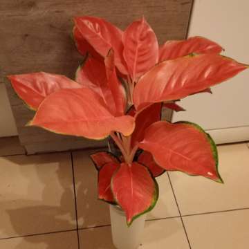 Czerwona aglaonema