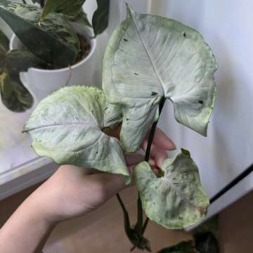 Syngonium Grey Ghost