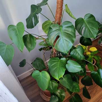 Monstera