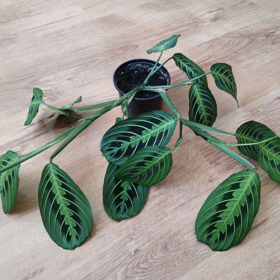 Maranta