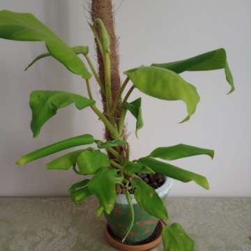 Philodendron  malaya gold