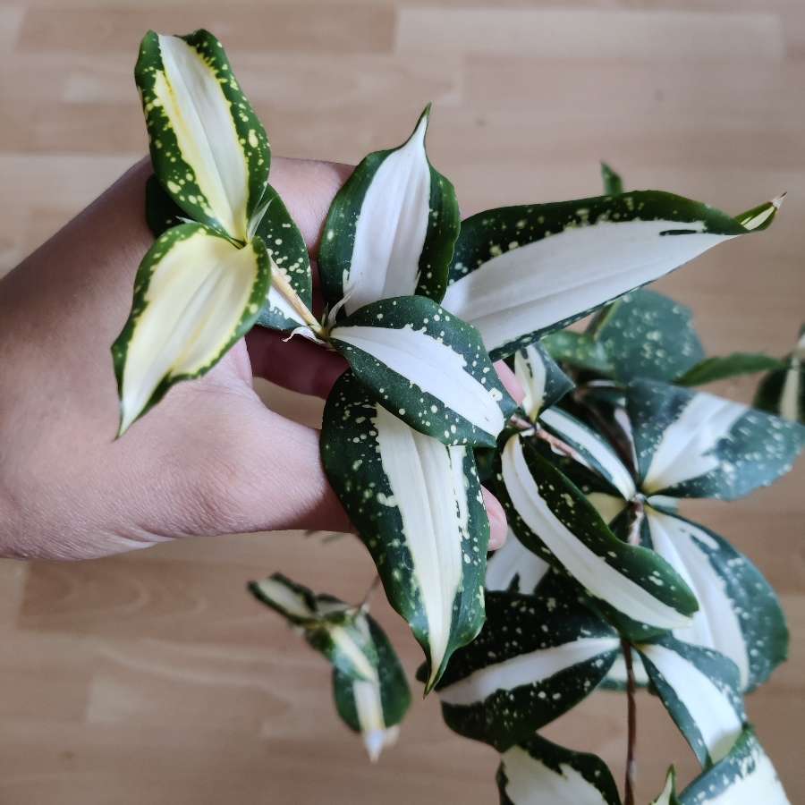 Dracena surculosa 'Milky Way'