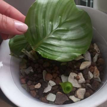 Calathea orbifolia