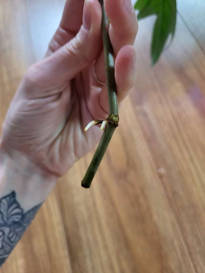 Philodendron pedatum 3
