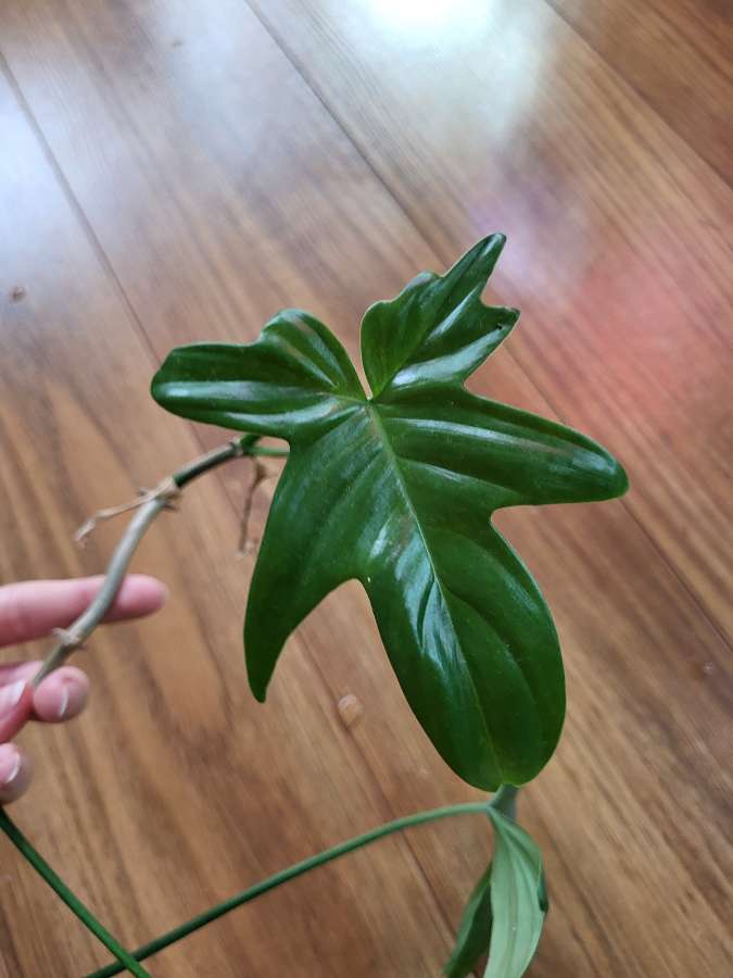 Philodendron pedatum 2