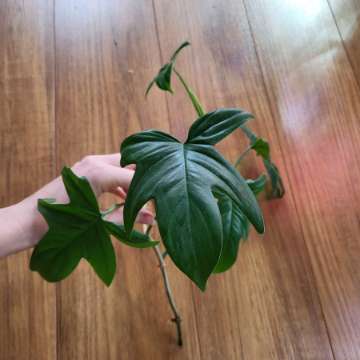 Philodendron pedatum