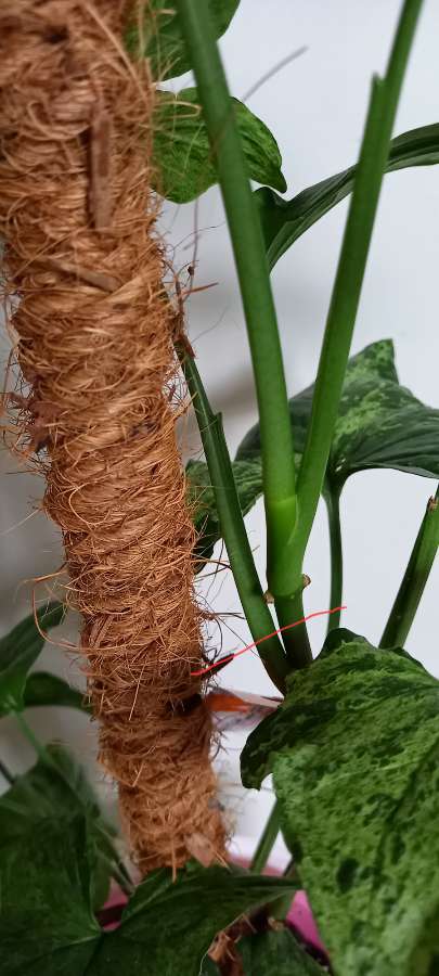 Syngonium mojito 3