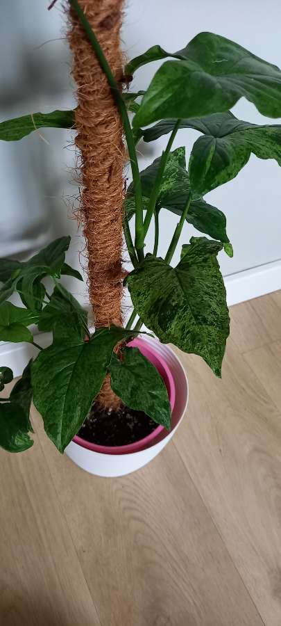 Syngonium mojito 2