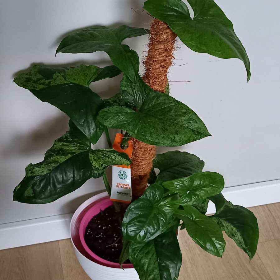 Syngonium mojito