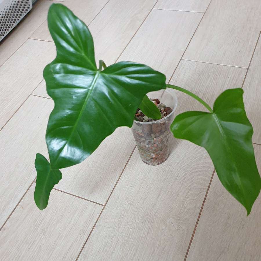 Philodendron green dragon 2szt.