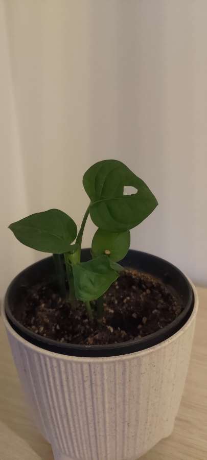 Monstera 3