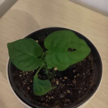 Monstera