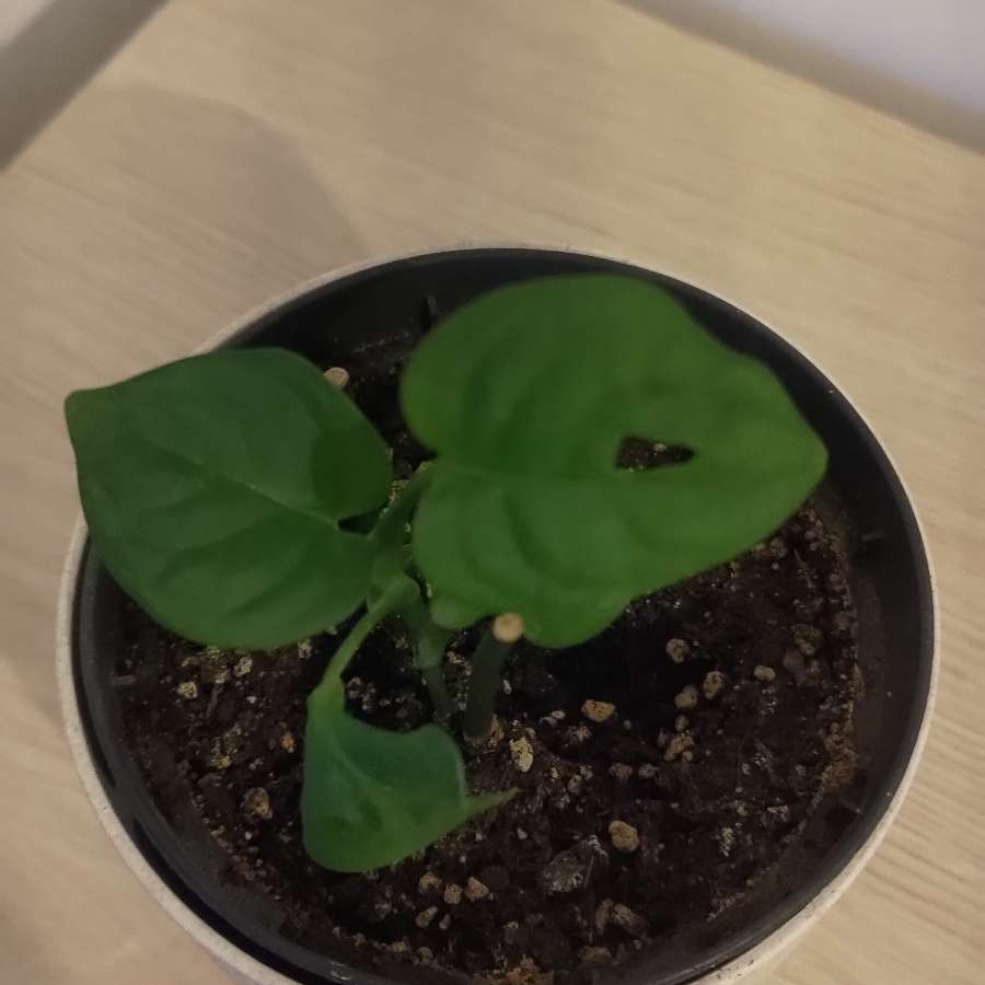Monstera