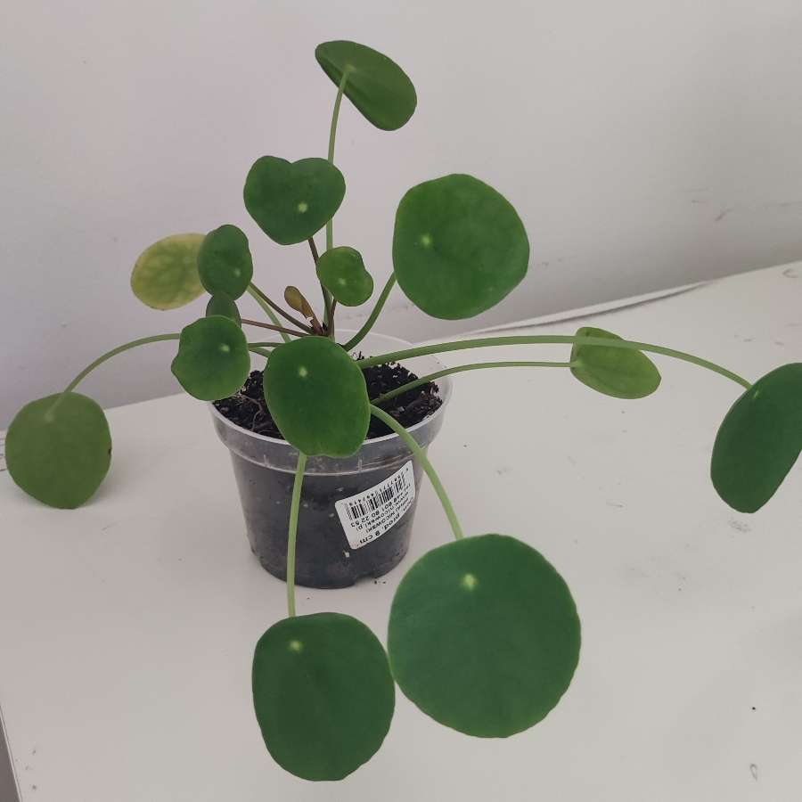 Pilea pieniążek