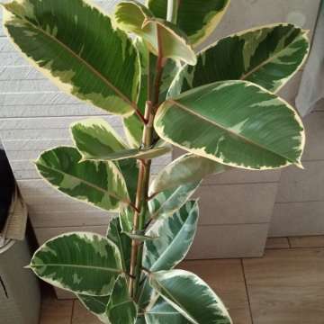Fikus tineke 1,5m