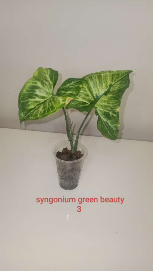 Syngonium green beauty 4