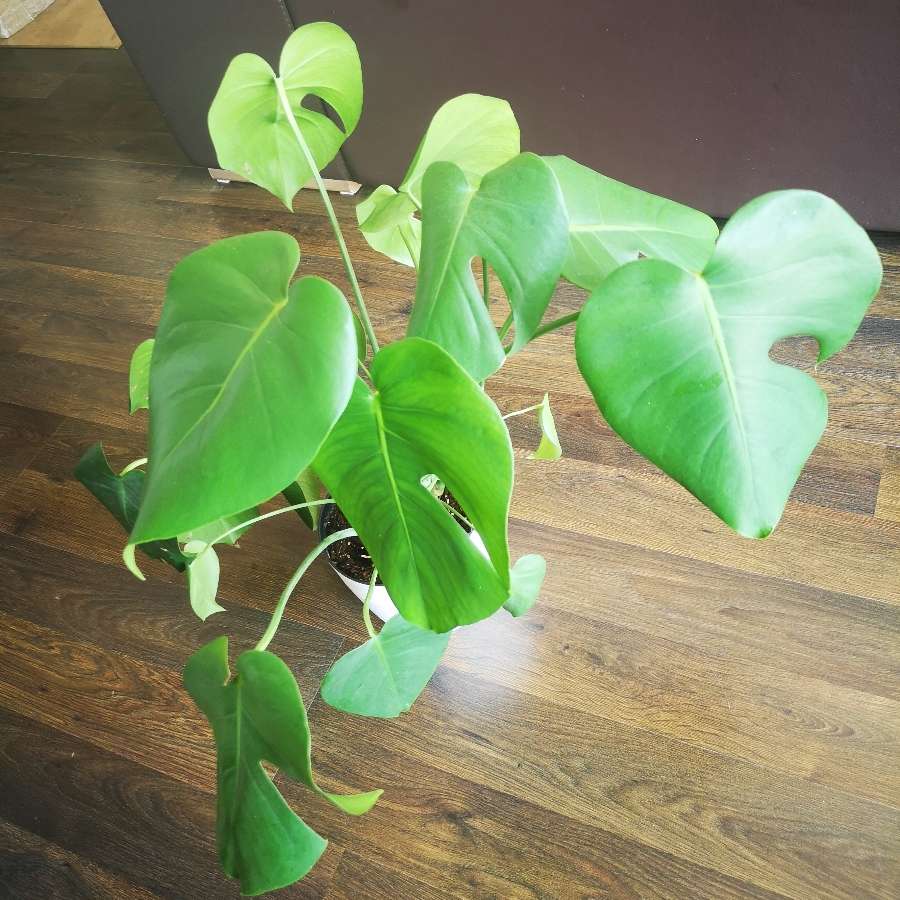 Monstera deliciosa