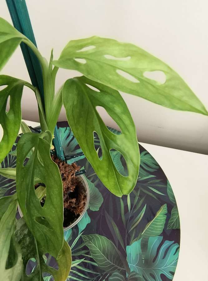 Monstera mint eu 3