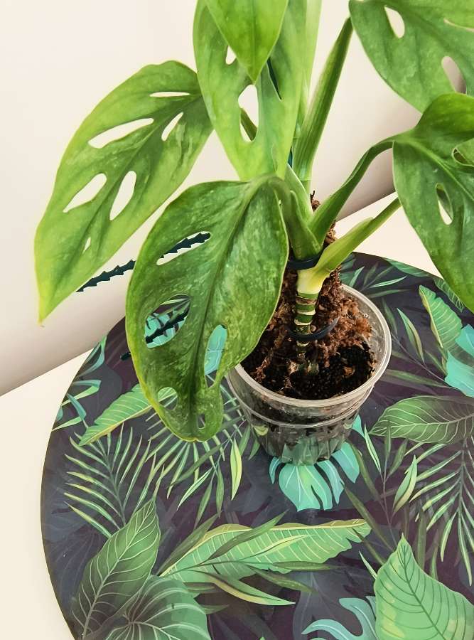 Monstera mint eu 2