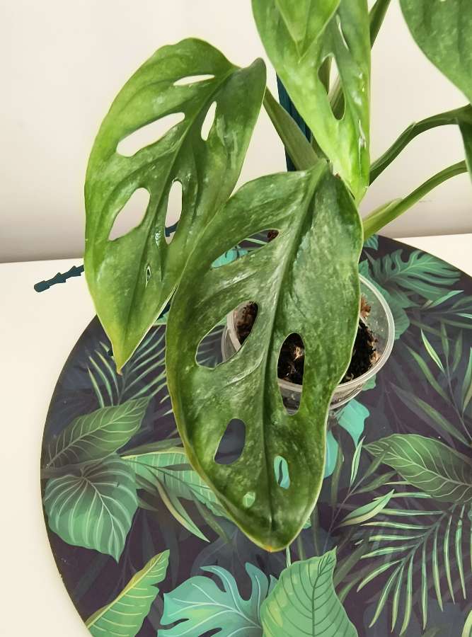 Monstera mint eu 4