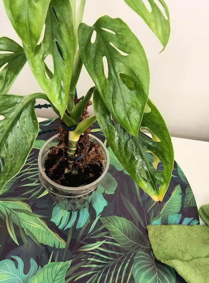 Monstera mint eu 5