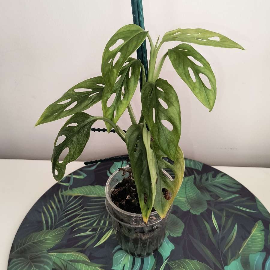 Monstera mint eu