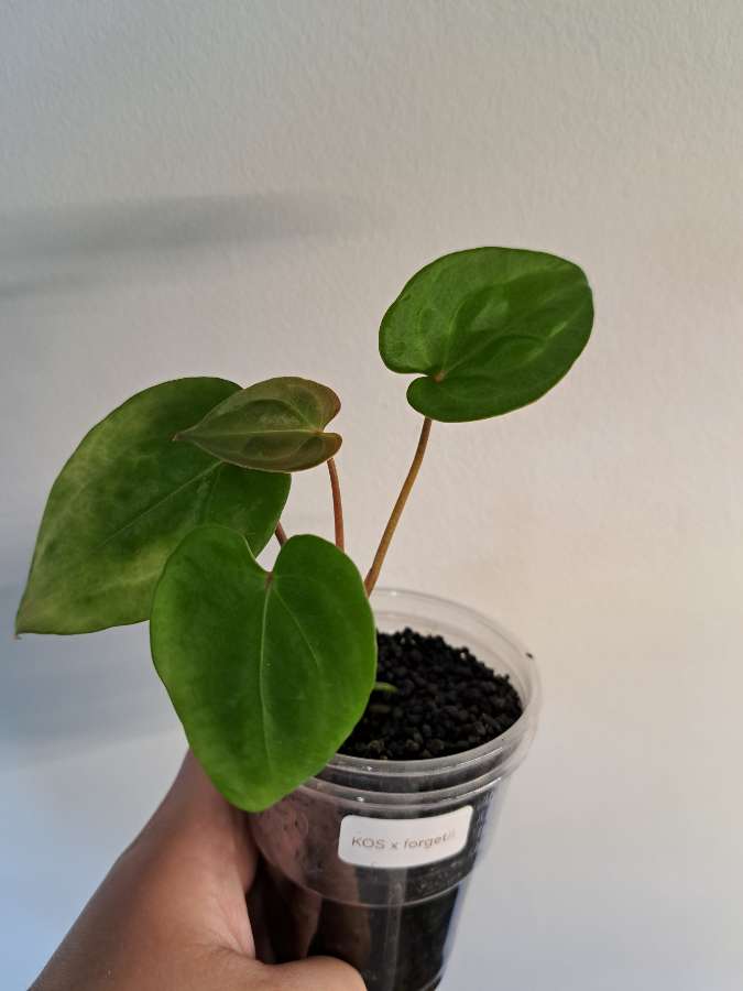 Anthurium KOS x forgetii 2