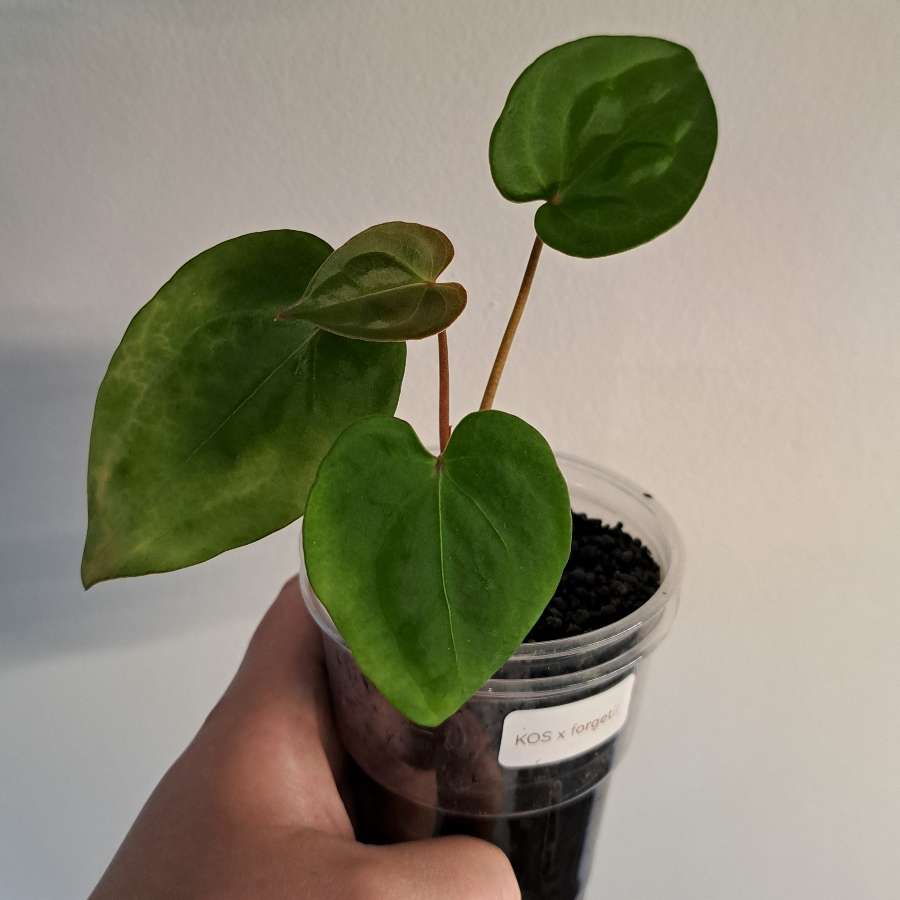 Anthurium KOS x forgetii