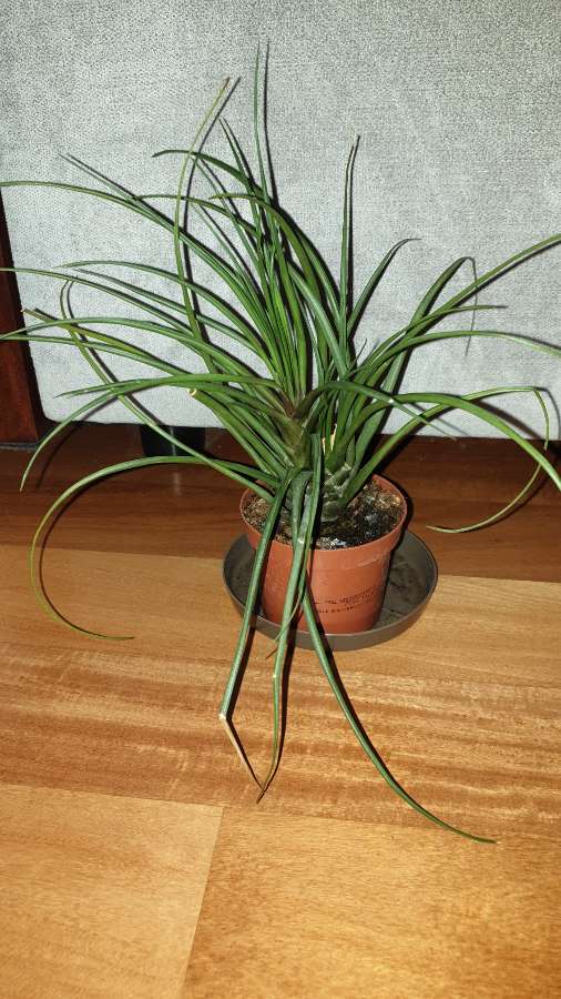 Tillandsia 4